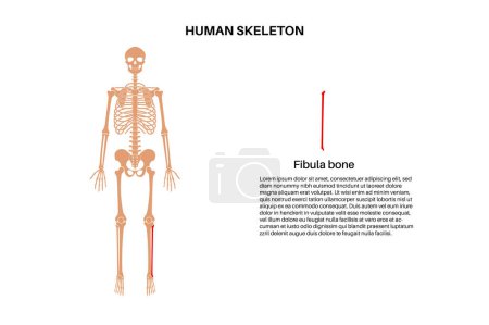 Illustration for Fibula bone anatomy. Calfbone in human skeletal system diagram. Skeleton in male silhouette. Bones, cartilage and joints in body, xray backbone, leg bones, knee and pelvis medical vector illustration. - Royalty Free Image