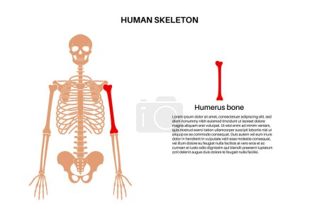 Illustration for Humerus bone anatomy. Upper arm in human skeletal system diagram. Skeleton in male silhouette. Bones, cartilage and joints in man body, x ray shoulders, elbows and pelvis medical vector illustration - Royalty Free Image