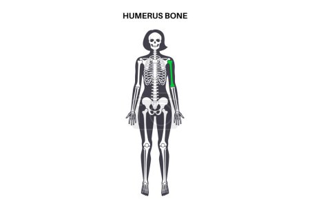 Illustration for Humerus bone anatomy. Upper arm in human skeletal system diagram. Skeleton in female silhouette. Bones, cartilage and joints in woman body, x ray shoulders, elbows, pelvis medical vector illustration. - Royalty Free Image