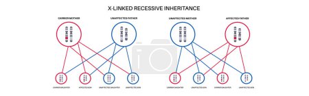 Illustration for X linked recessive inheritance pattern. Child inherits one copy of a mutated gene from each parent. Genetic disease or disorder. Affected, carriers or healthy X and Y chromosomes vector illustration. - Royalty Free Image