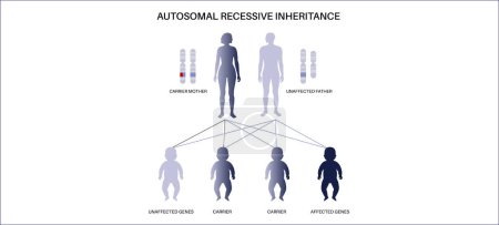 Patrón de herencia autosómica recesiva. El niño hereda una copia de un gen mutado de cada padre. Enfermedad o trastorno genético. Afectados, portadores o cromosomas X e Y sanos ilustración vectorial.