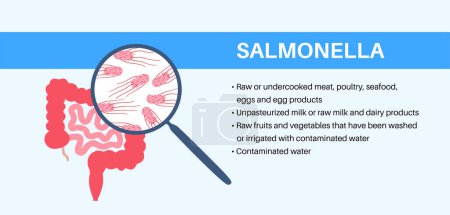 Salmonella bacteria poster. Infection in the human body. Infected cells in guts under a magnifying glass. Pain in stomach and intestine. Disease of gastrointestinal tract medical vector illustration