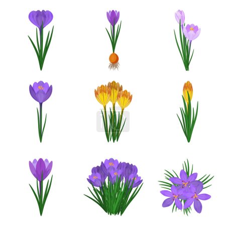 Téléchargez les illustrations : Icônes de crocus mis vecteur de dessin animé. Fleurs fleuries. Bloom nature beauté - en licence libre de droit