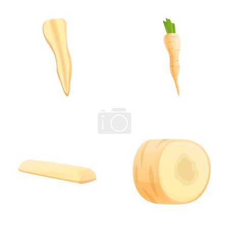 Illustration for Parsnip root icons set cartoon vector. Fresh organic parsnip. Farm vegetable - Royalty Free Image