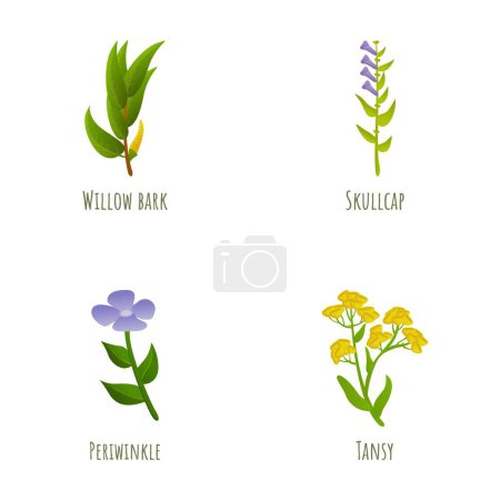 Illustration for Plant icons set cartoon vector. Willow bark, periwinkle, tansy and skullcap. Medicinal plant, nature - Royalty Free Image