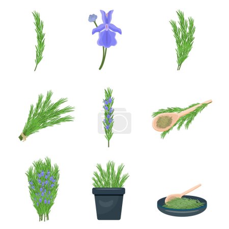 Illustration for Rosemary icons set cartoon vector. Herb spices branch. Leaf aroma harvest - Royalty Free Image