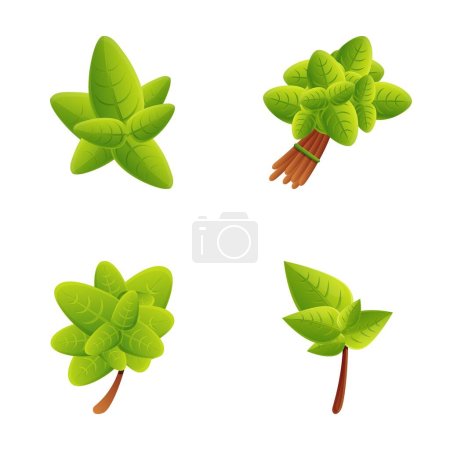 Téléchargez les illustrations : Basilic icônes set vecteur de dessin animé. Tige de basilic avec feuille verte. Plante herbacée saine - en licence libre de droit