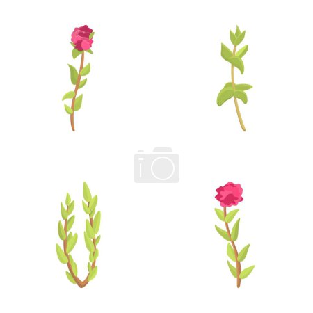 Illustration for Thyme icons set cartoon vector. Thyme branch in bloom. Botanical herbal plant - Royalty Free Image