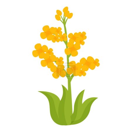Illustration for Rapeseed plant icon cartoon vector. Oil organic food. Farm floral extract - Royalty Free Image