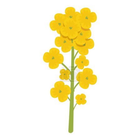 Illustration for Agriculture organic plant icon cartoon vector. Rapeseed plant. Floral extract - Royalty Free Image