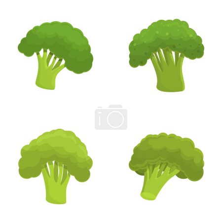 icônes brocoli définir vecteur de dessin animé. Chou de brocoli vert frais sur tige. Une alimentation saine
