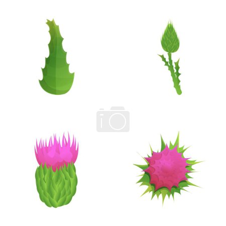 Thistle plant icons set cartoon vector. Purple flowering thistle with leaf. Field floral plant