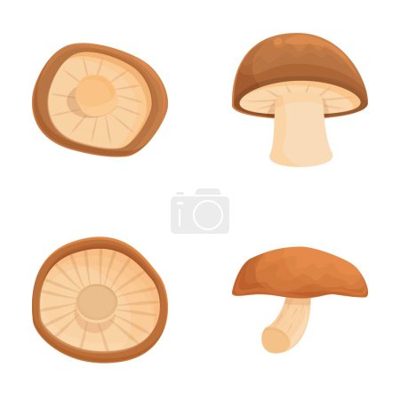 Shiitake-Ikonen setzen Cartoon-Vektor. Asiatischer Shiitake-Pilz oder Pilz. Essbarer Pilz