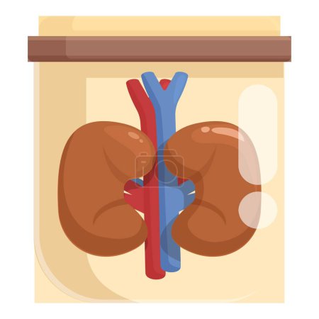 Detailed medical illustration of human kidney anatomy and vascular structure for educational purposes in biology. Nephrology. And healthcare. Depicting the renal system. Nephron. Blood vessels