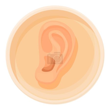 Detailed vector illustration of human ear anatomy and structure for educational, medical, and scientific purposes