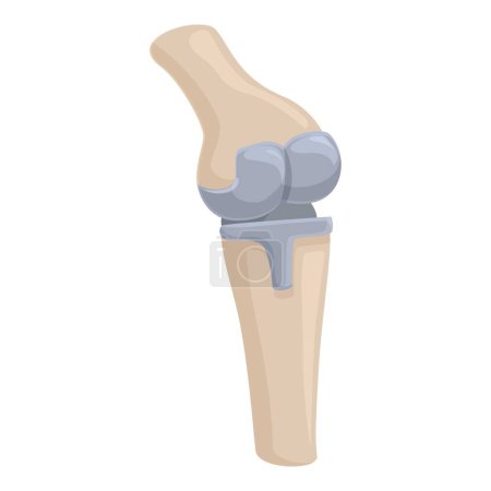 Detailed vector illustration of a human knee joint, showcasing bones and cartilage