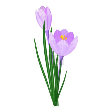 Lebendige lila Krokusblüten Illustration mit grünen Blättern und weißem Hintergrund, die die natürliche Schönheit und Eleganz des blühenden Frühlings darstellen