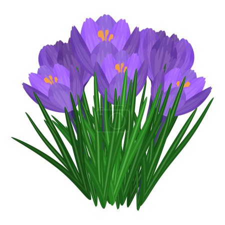 Digitale Illustration einer üppigen Traube lila Krokusblüten mit leuchtend grünen Blättern