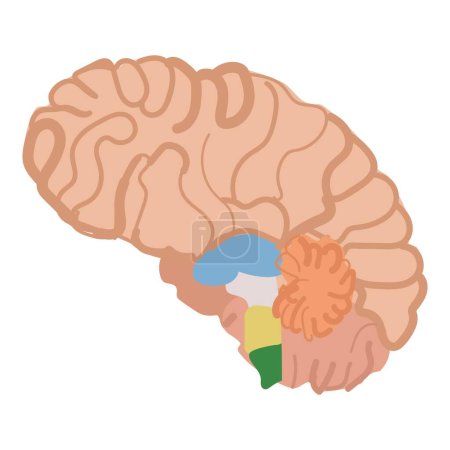 Stylized graphic of the human brain emphasizing various functional areas in different colors