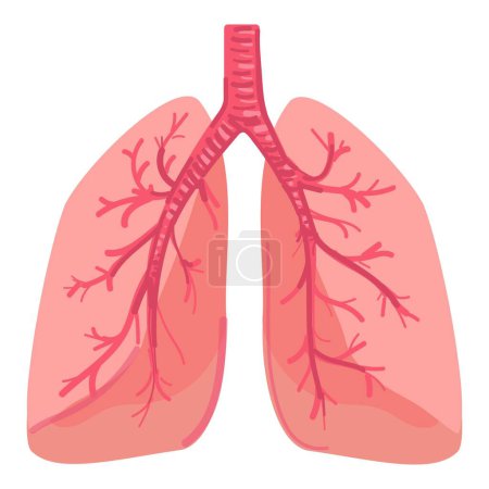 Digital illustration of human lungs and trachea, highlighting respiratory anatomical features
