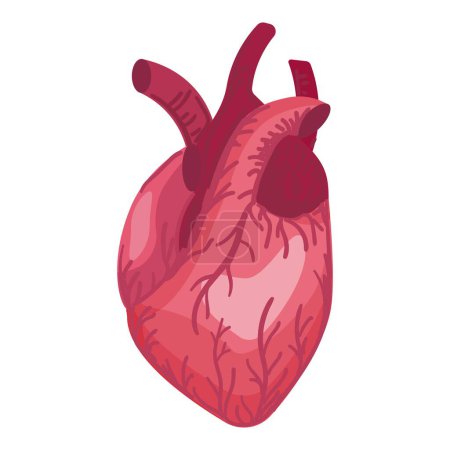 Detailed and realistic human heart anatomy vector illustration for medical, cardiology, and biological healthcare education. Ideal for teaching, study, and clinical representation