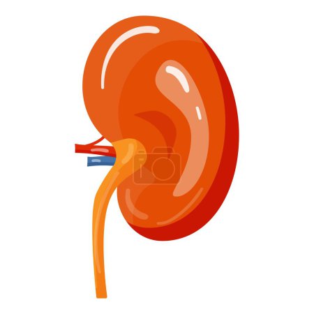Detailed educational illustration of the human kidney anatomy and physiology. Isolated in a flat design vector format. Perfect for medical and healthcare reference. Depicting the structure. Function