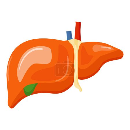 Detailed and colorful human liver anatomy illustration in vector format for medical and anatomical educational purposes. Showcasing the structure. Physiology