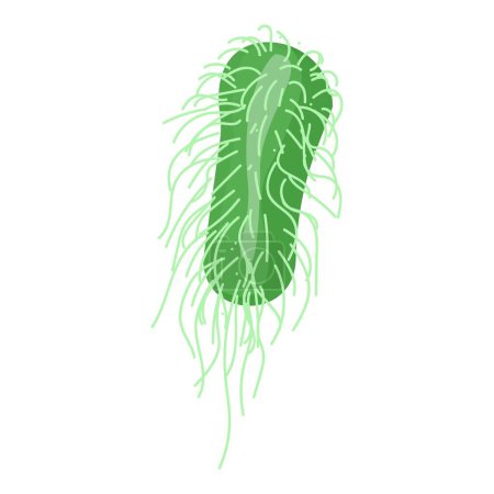 Detailed scientific vector illustration of green singlecelled bacteria. A microscopic organism with flagella. Suitable for microbiology. Bacteriology