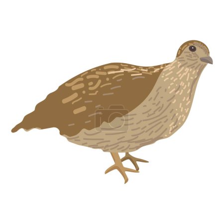 Illustration for Digital art of a side view of a brown quail on a white background - Royalty Free Image
