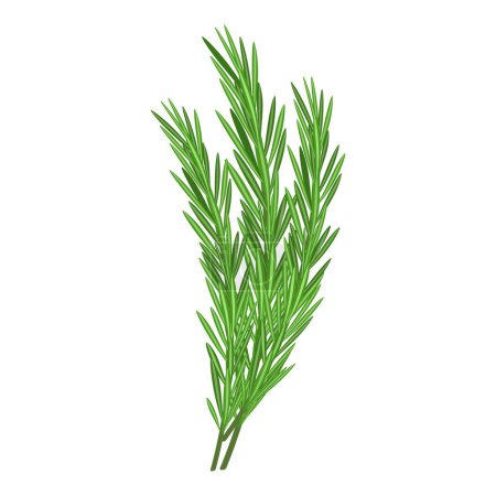 Illustration for Illustration of vivid green rosemary springs, isolated on a white background, suitable for culinary themes - Royalty Free Image