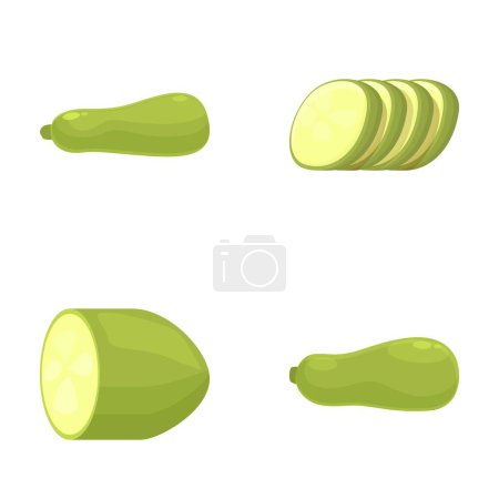 Vector illustration of whole and sliced zucchini in various views, isolated on white