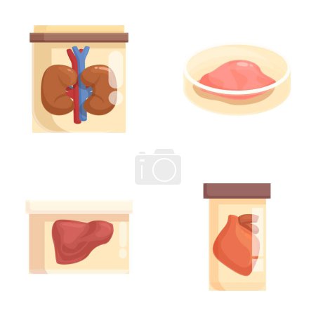 Vector illustrations displaying a kidney, eye, liver, and heart for medical learning materials