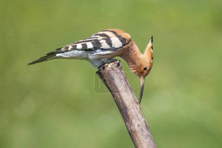 Common hoopoe - The Eurasian hoopoe (Upupa epops) is a distinctive cinnamon coloured bird with black and white wings, a tall erectile crest, a broad white band across a black tail, and a long narrow downcurved bill. Its call is a soft "oop-oop-oop".