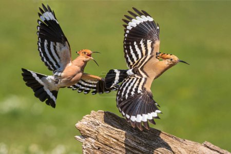 Ein Paar Wiedehopf - Der Eurasische Wiedehopf (Upupa epops) ist ein markanter, zimtfarbener Vogel mit schwarzen und weißen Flügeln, einem hohen aufrichtbaren Kamm und einem langen, schmalen, nach unten gebogenen Schnabel. Sein Ruf ist ein sanftes "oop-oop-oop"".