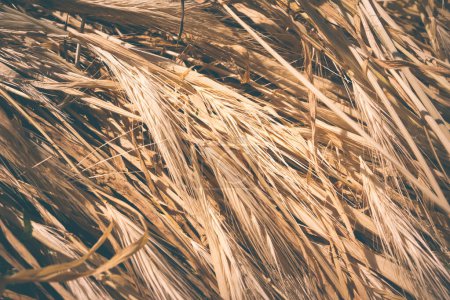 Téléchargez les photos : Dry ears of corn close-up. natural background. Yellow dry spikelets and grass in sunlight. Drought and crop failure concept - en image libre de droit