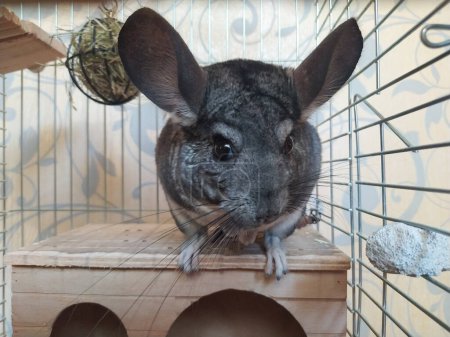 Gray chinchilla rodent is sitting on a wooden house in a cage close-up 