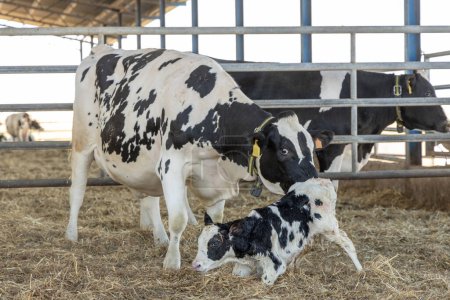 Dairy cow with her newborn calf encouraging it to stand
