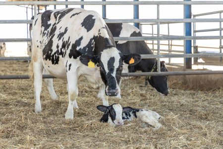 Foto de Vaca lechera con su ternera recién nacida mirando a la cámara - Imagen libre de derechos