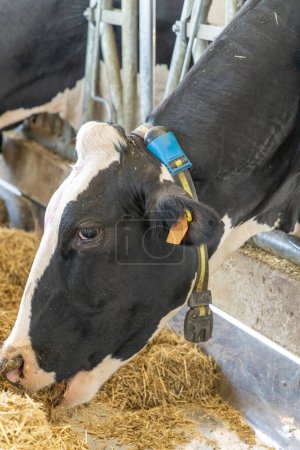 Téléchargez les photos : Une vache laitière Holstein dans une grange occupée à manger - en image libre de droit