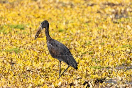 Photo for An African Openbill stork (Anastomus lamelligerus) in a small lake hunting for snails and fish - Royalty Free Image