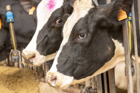 Foto de Una foto de perfil lateral de una vaca lechera holstein en la litera de alimentación - Imagen libre de derechos
