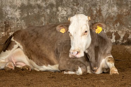 Foto de Una vaca lechera y bovina de raza cruzada en una granja de Portugal - Imagen libre de derechos