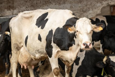 Téléchargez les photos : Une vache laitière holstein dans une ferme au Portugal - en image libre de droit