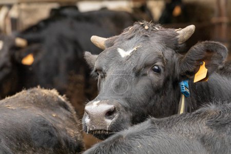 Foto de La cabeza de una vaca lechera joven mirando por encima de las espaldas de otros animales - Imagen libre de derechos