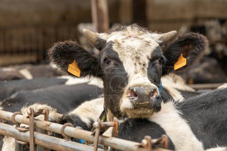 Téléchargez les photos : Une vache laitière sale maintenue dans des conditions non hygiéniques - l'environnement est souillé et la vache n'a pas l'air en bonne santé - en image libre de droit