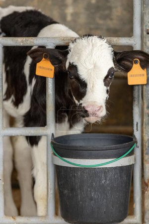 Téléchargez les photos : Veau de lait dans un enclos - les veaux sont gardés individuellement et nourris à partir d'un seau visible au premier plan - en image libre de droit