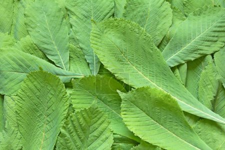 Photo for Green chestnut leaves fixed with a close-up photo shooting. View from above. - Royalty Free Image