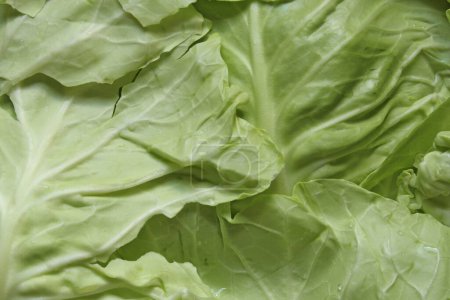 Cabbage leaves fixed with a close-up photo shooting. View from above.