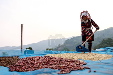 Photo for CHIANG RAI, THAILAND - February 20,2020 young girl drying coffee beans on the floor at her home north of Chiang Rai, Thailand. business and industry family and community concept - Royalty Free Image