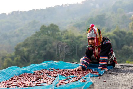 Photo for CHIANG RAI, THAILAND - February 20,2020 young girl karen drying coffee beans on the floor at her home north of Chiang Rai, Thailand. business and industry family and community concept. - Royalty Free Image